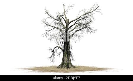 Sassafras Baum im Winter - getrennt auf weißem Hintergrund Stockfoto