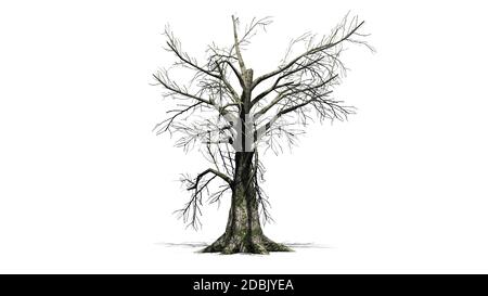 Sassafras Baum im Winter - getrennt auf weißem Hintergrund Stockfoto