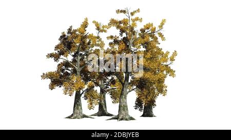 Sassafras Baumhaufen im Herbst - getrennt auf weißem Hintergrund Stockfoto