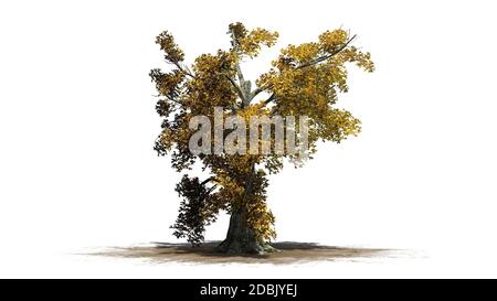 Sassafras Baum im Herbst - getrennt auf weißem Hintergrund Stockfoto