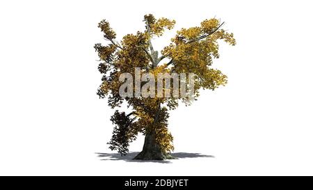 Sassafras Baum im Herbst - getrennt auf weißem Hintergrund Stockfoto