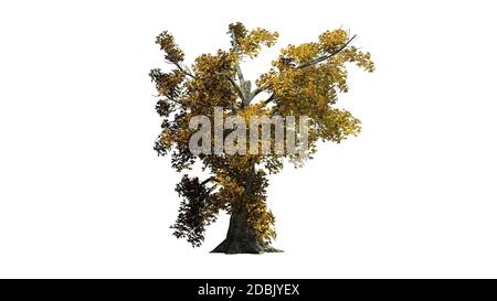 Sassafras Baum im Herbst - getrennt auf weißem Hintergrund Stockfoto