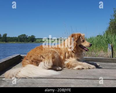 Hund - golden Retriever Mischung entspannend an einem See Stockfoto