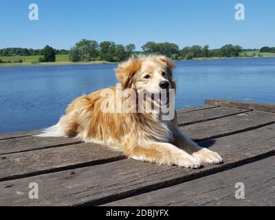 Hund - golden Retriever Mischung entspannend an einem See Stockfoto