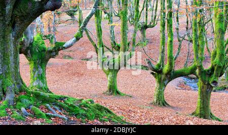 Naturparks Gorbea, Parque natural de Gorbea, Wald von Otzarreta, Gorbeia, Baskisches Land, Bizkaia, Spanien Stockfoto