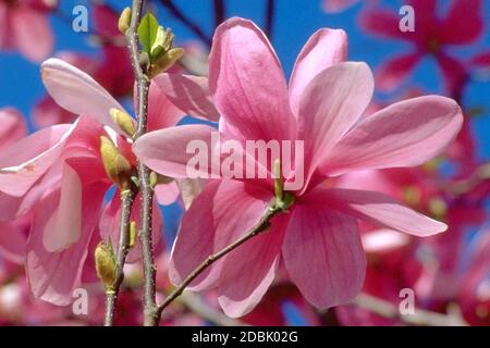 Bluehende Magnolie Magnolia Galaxy Stockfoto