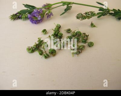 Luzerne mit Blumen und Samen in spiralförmigen Früchten Stockfoto