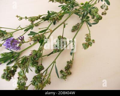 Luzerne mit Blumen und Samen in spiralförmigen Früchten Stockfoto