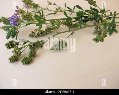 Luzerne mit Blumen und Samen in spiralförmigen Früchten Stockfoto