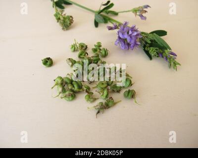 Luzerne mit Blumen und Samen in spiralförmigen Früchten Stockfoto