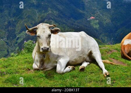 Eine cremefarbene Kuh mit Hörnern, die eine Kuhglocke trägt und im Gras liegt. Landschaft im Hintergrund. Madeira, Portugal. Stockfoto