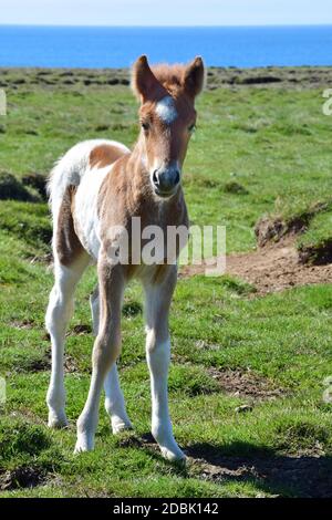 Cute isländischen Pinto Fohlen, Braun und Weiß. Isländische Landschaft im Hintergrund, Ozean. Stockfoto