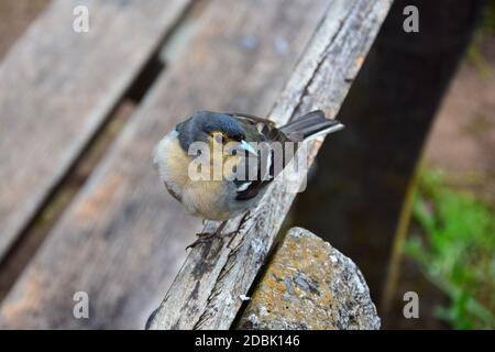 Ein süßer Madeirischer Buchfink (Fringilla coelebs maderensis), der auf einer Holzbank sitzt. Madeira, Portugal. Stockfoto