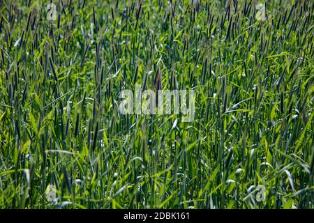 Junge Weizenfeld im Sommer auf dem Feld Stockfoto