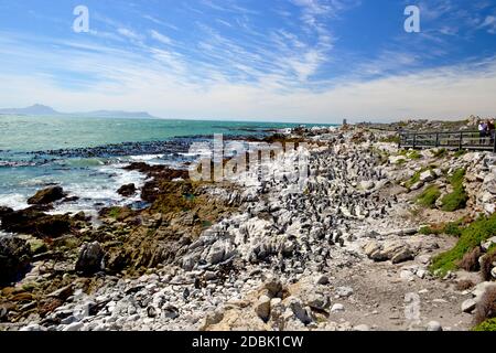Afrikanische Pinguinkolonie am Boulders Beach in Simons Stadt auf Die Kap-Halbinsel in Südafrika Stockfoto