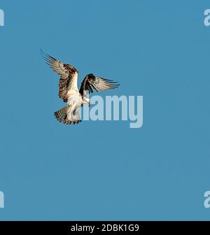 Fischadler (Pandion haliaetus), der gegen den klaren Himmel fliegt, Florida, USA Stockfoto