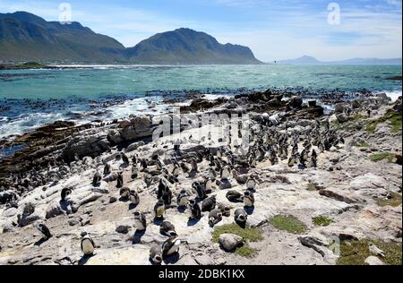 Afrikanische Pinguinkolonie am Boulders Beach in Simons Stadt auf Die Kap-Halbinsel in Südafrika Stockfoto