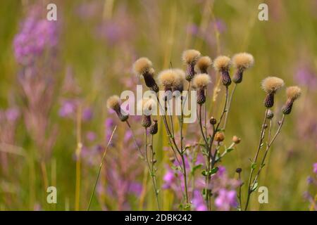 Cirsium arvense oder schleichende Distel im Herbst auf einem Feld Stockfoto