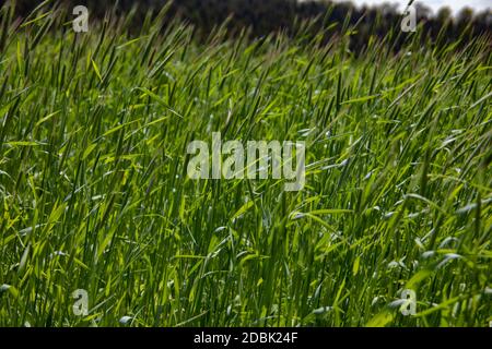 Junge Weizenfeld im Sommer auf dem Feld Stockfoto