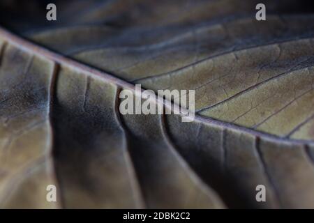 Nahaufnahme eines großen, braun geäderten Herbstblattes. Stockfoto