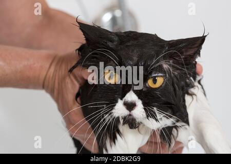 Bad oder Dusche, eine persische Rasse-Katze Stockfoto