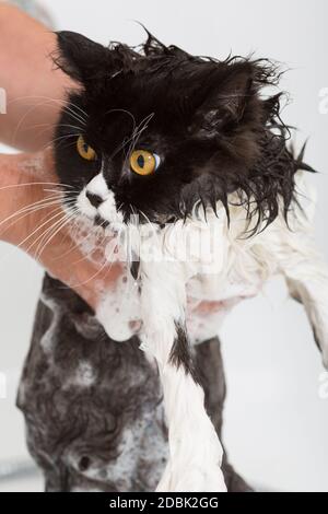 Bad oder Dusche, eine persische Rasse-Katze Stockfoto