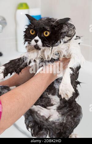 Bad oder Dusche, eine persische Rasse-Katze Stockfoto