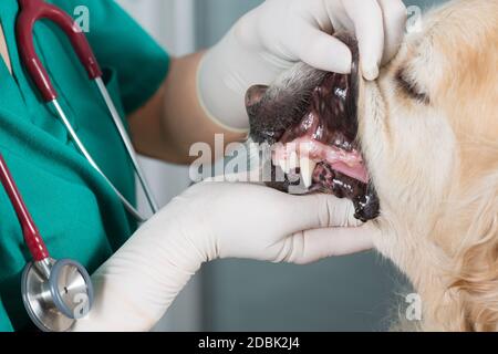 Tierarzt Ausführung eine zahnärztliche Kontrolle, ein Golden Retriever in klinischen Stockfoto