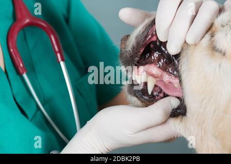 Tierarzt Ausführung eine zahnärztliche Kontrolle, ein Golden Retriever in klinischen Stockfoto