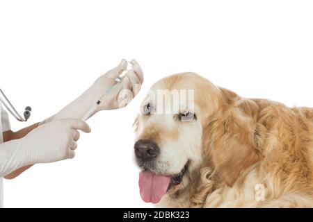 Tierarzt Injektion einen Impfstoff zu einem Hund Golden Retriever Stockfoto