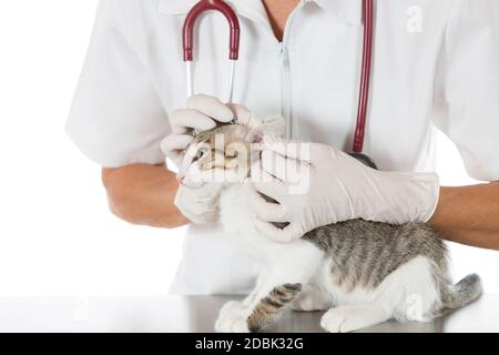 Tierarzt, der ein Ohr führt, das eine Katze in der Klinik reinigt Stockfoto