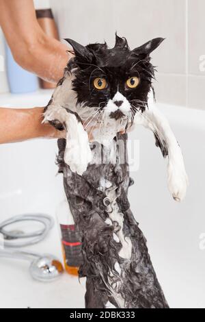 Bad oder Dusche, eine persische Rasse-Katze Stockfoto
