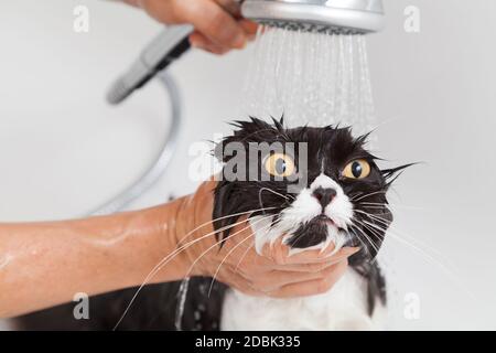 Bad oder Dusche, eine persische Rasse-Katze Stockfoto