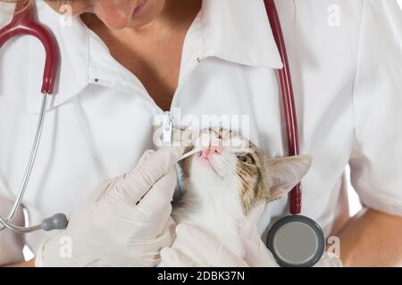 Tierärztliche Untersuchung Durchführung einer Zahnklinik Katze Stockfoto