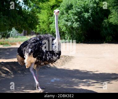 Afrikanischer Strauß, Oudtshoorn, Südafrika Stockfoto