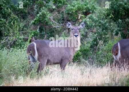 Einige Antilopen im Grasland der Savanne Kenias Stockfoto