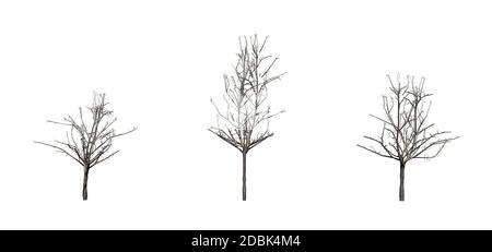 Set von japanischen Ahornbäumen im Winter - isoliert auf weißem Hintergrund Stockfoto