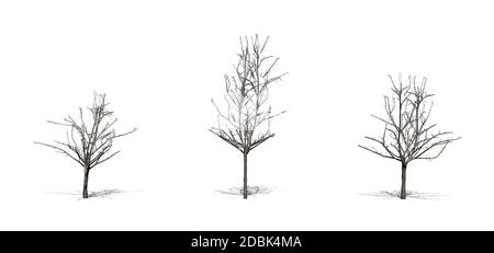 Set von japanischen Ahornbäumen im Winter mit Schatten auf dem Boden - isoliert auf weißem Hintergrund Stockfoto