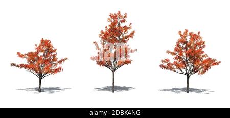 Set von japanischen Ahornbäumen im Herbst mit Schatten auf dem Boden - isoliert auf weißem Hintergrund Stockfoto