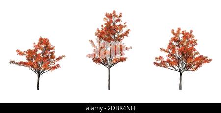 Set von japanischen Ahornbäumen im Herbst - isoliert auf weißem Hintergrund Stockfoto