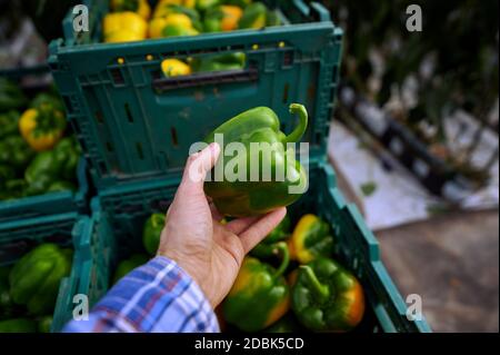 Ernte in modernen Gewächshäusern. Hand hält grünen Paprika. Auf dem Hintergrund sind Kisten mit Getreide. Stockfoto