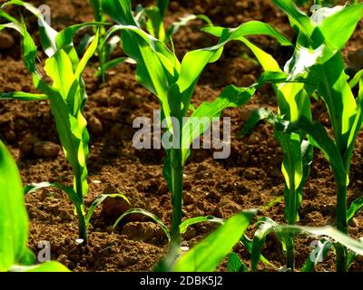 Mais-Feld mit Jungpflanzen Stockfoto
