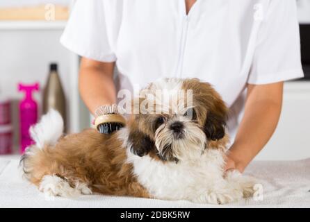 Tierarzt Ihren Hund Shih Tzu nach einem Bad trocknen Stockfoto