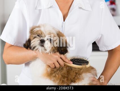 Tierarzt Ihren Hund Shih Tzu nach einem Bad trocknen Stockfoto