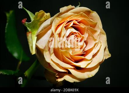 Bunte Rose, auf dunklem Hintergrund. Fotografiert aus nächster Nähe, in voller Blüte. Stockfoto