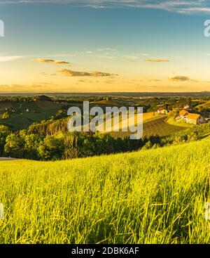 Sonnenuntergang über der Weinberglandschaft der Südsteiermark in Steiermark, Österreich. Schönes ruhiges Ziel für einen Besuch des berühmten Weißweins. Tra Stockfoto