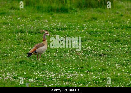 Eine ägyptische Gans auf einer Wiese Stockfoto