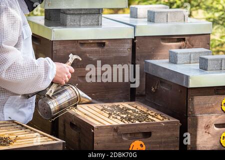 Der Imker kümmert sich um die Bienen. Der Imker öffnet den Bienenstock, die Bienen prüfen, prüft Honig. Imker auf der Suche nach Waben. Stockfoto