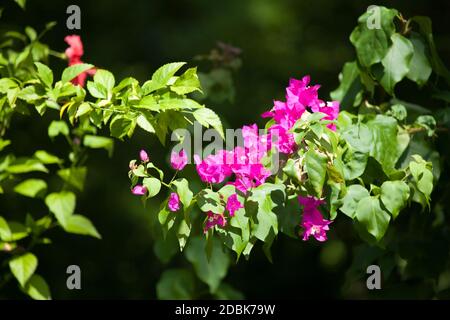 Bunte Blumen auf den Büschen Stockfoto