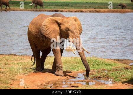 Ein roter Elefant trinkt Wasser aus einem Wasserloch Stockfoto